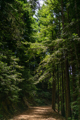 path in the forest