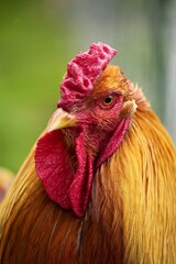 Brahma Perdrix Chicken, an Breed from India, Portrait of Cockerel