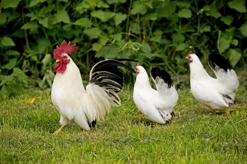 Nagasaki Domestic Chicken, Hens with Cockerel Standing on Grass