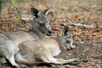 Relax in kangaroo family - Eastern Grey Kangaroo - Anglesea Golf Course, Victoria, Australia