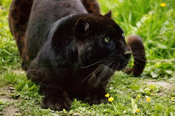 Rolgordijnen Black Leopard or Black Panther, panthera pardus, Adult © slowmotiongli