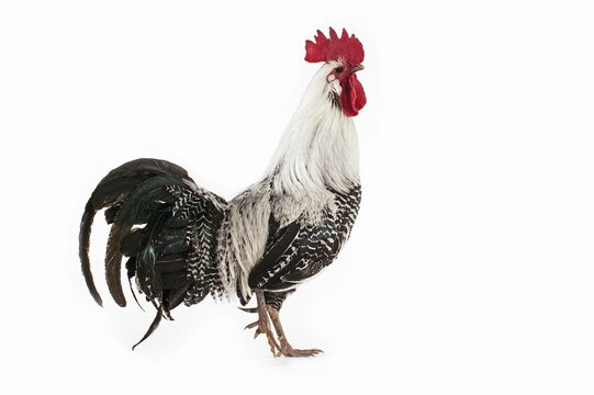 Brakel or Braekel Chicken, a Belgian Breed, Cockerel against White Background