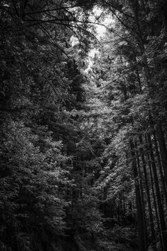 black forest background