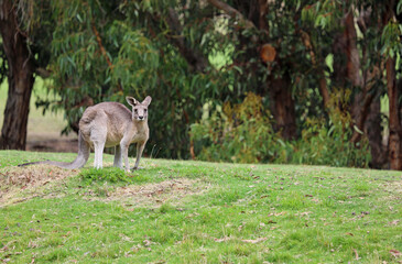 Naklejka na ściany i meble Kangaroo watching me - Eastern Grey Kangaroo - Anglesea Golf Course, Victoria, Australia