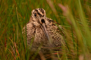 Snipe