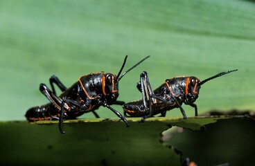 Grasshopper standing on Leaf, Costa Rica