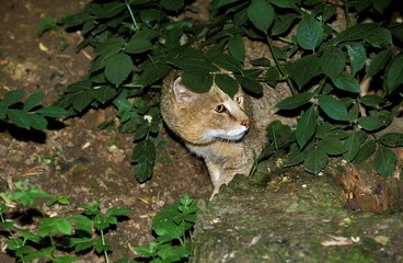 Jungle Cat, felis chaus, Adult Emerging from Leaves