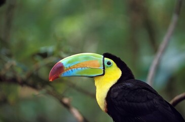 Keel-Billed Toucan, ramphastos sulfuratus, Adult, Costa Rica