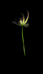 Clematis