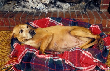 Pregnant Female Dog standing in Basket Near Fireplace