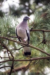Wood Pigeon, columba palumbus, Adult Standing on Branch, Normandy