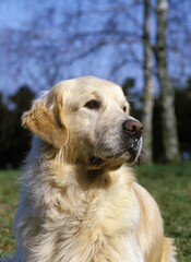 Golden Retriever Dog, Portrait of Adult