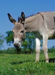 French Grey Donkey, Adult standing on Grass