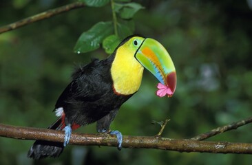 Keel-Billed Toucan, ramphastos sulfuratus, Adult Eating Flower, Costa Rica