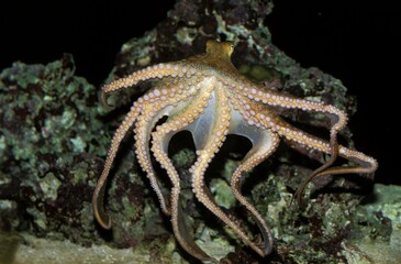 Octopus, octopus sp., Adult Swimming Showing Tentacles