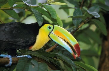 Keel-Billed Toucan, ramphastos sulfuratus, Adult Eating Seed, Costa Rica © slowmotiongli