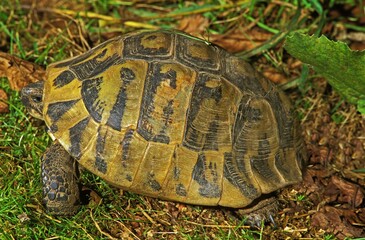 Hermann's Tortoise, testudo hermanni, Adult