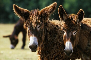 Poitou Donkey or Baudet du Poitou, a French Breed, Portrait of Adults