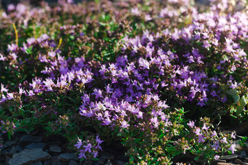 Obraz premium Close-up of wild Thymus serpyllum known as Breckland thyme, wild thyme, creeping thyme. Medicinal herb. Pink flowers of thyme grow on the rocks.