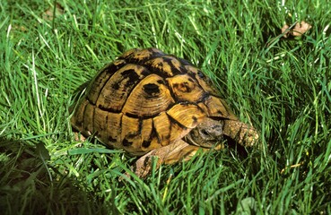 Spur-Thighed Tortoise, testudo graeca, Adult standing on Grass