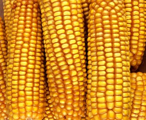 Corn Cob, zea mays