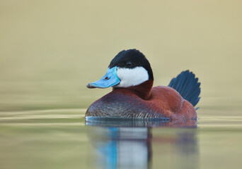 Portrait of a male Ruddy Duck sporting his brightly colored courtship plumage