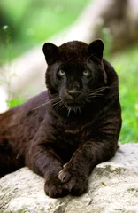 Tuinposter Black Leopard or Black Panther, panthera pardus, Adult © slowmotiongli