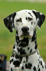 Dalmatian Dog, Portrait of Adult with Collar