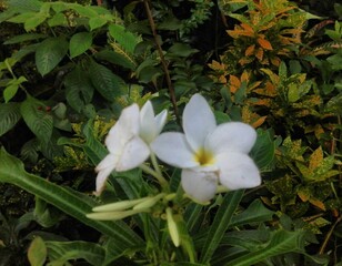 White crocus flowers