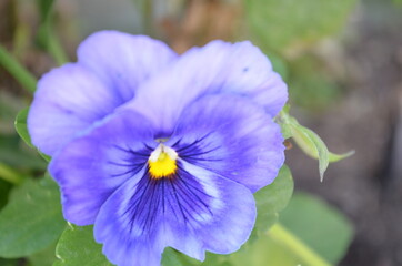 blue forget me not flower