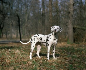 Dalmatian Dog, Adult