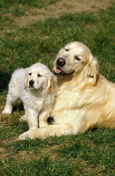 Golden Retriever Dog, Female with Pup
