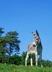 French Grey Donkey, Adult standing on Grass