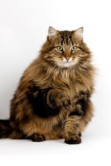 Fototapeta premium Angora Domestic Cat, Male against White Background