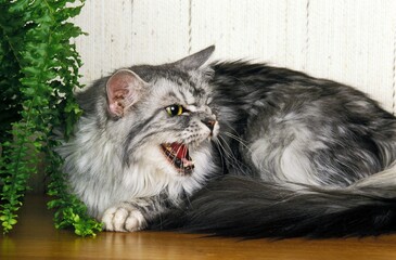 Naklejka na ściany i meble Silver Tabby Maine Coon Domestic Cat, Adult Snarling near Pot Plant