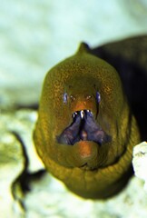 Moray, Head of Adult, Australia