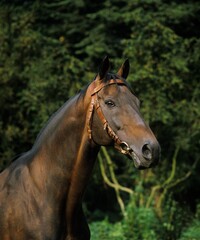 English Thoroughbred Horse, Portrait of Adult