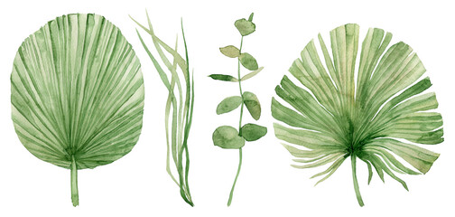Watercolor Set of tropical leaves. Jungle, botanical watercolor illustrations, floral elements, palm leaves, fern and others. Hand drawn watercolor set of Anthurium green leaves and home plant - 370024737