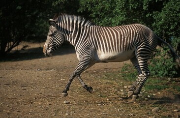 Obraz na płótnie Canvas Grevy's Zebra, equus grevyi, Adult