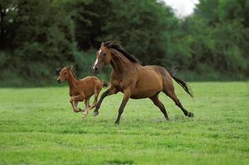 English Thoroughbred Horse, Mare with Foal Galloping through Meadow