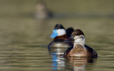 Female Ruddy Duck swimming, with a brightly colored male behind her; selective focus is on the female