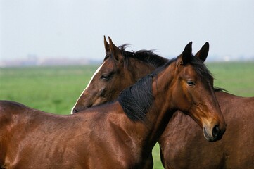 Nonius Horse, Breed living in Puszta, Hungary