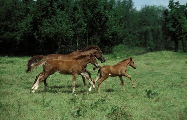 Naklejka na ściany i meble Selle Francais Horse, Mare with Foals Galloping