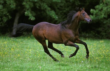 English Thoroughbred Horse, Adult Galloping through Meadow