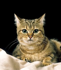 European Brown Tabby Domestic Cat, Adult