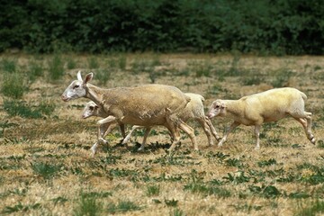 Lacaune Sheep, a French Breed Produicing Milk for Roquefort Cheese, Herd