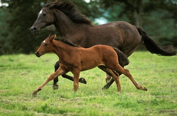English Thoroughbred Horse, Mare with Foal Galloping through Meadow