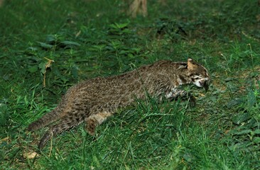 Leopard Cat, prionailurus bengalensis, Adult with Fish in its Mouth