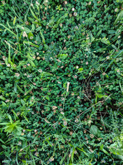 green grass background pattern