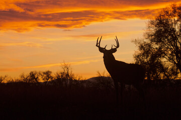 Whitetail Buck silhouette at sunset during the fall deer hunting season - obrazy, fototapety, plakaty